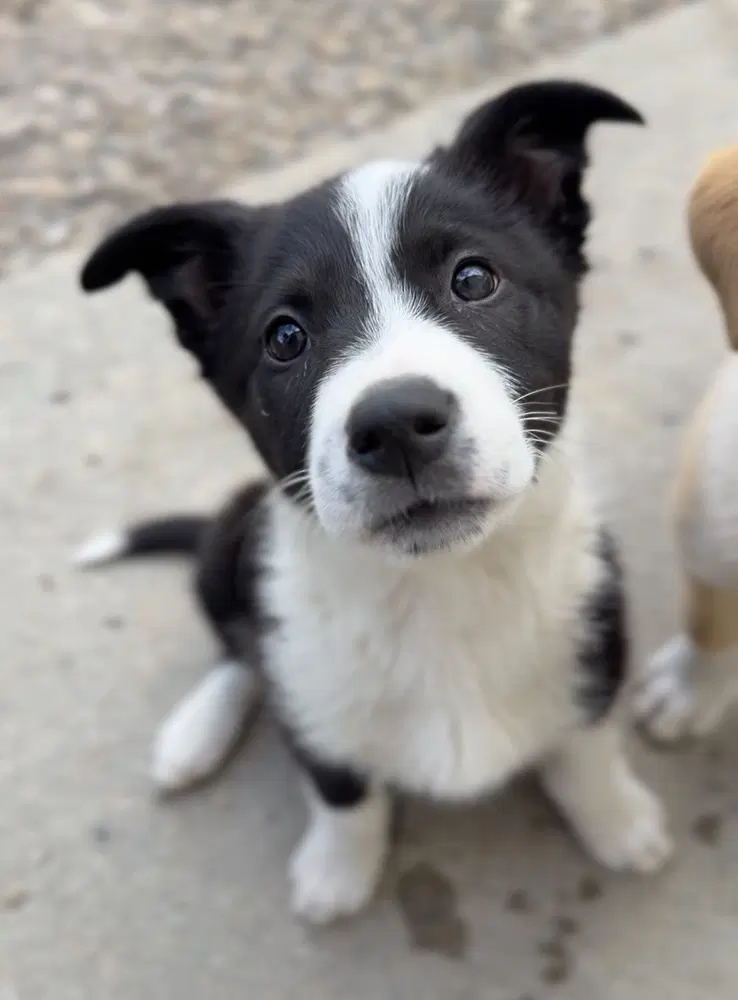 Sweets - Terrier
