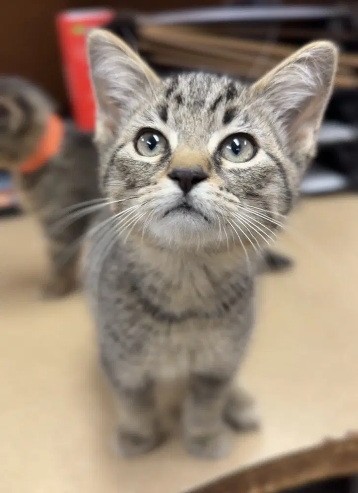 Conway - Domestic Short Hair
