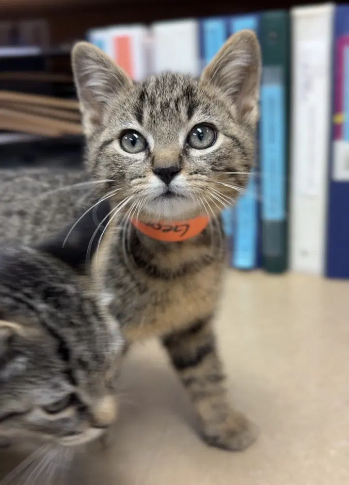 George - Domestic Short Hair