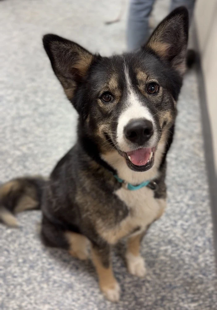 Nova