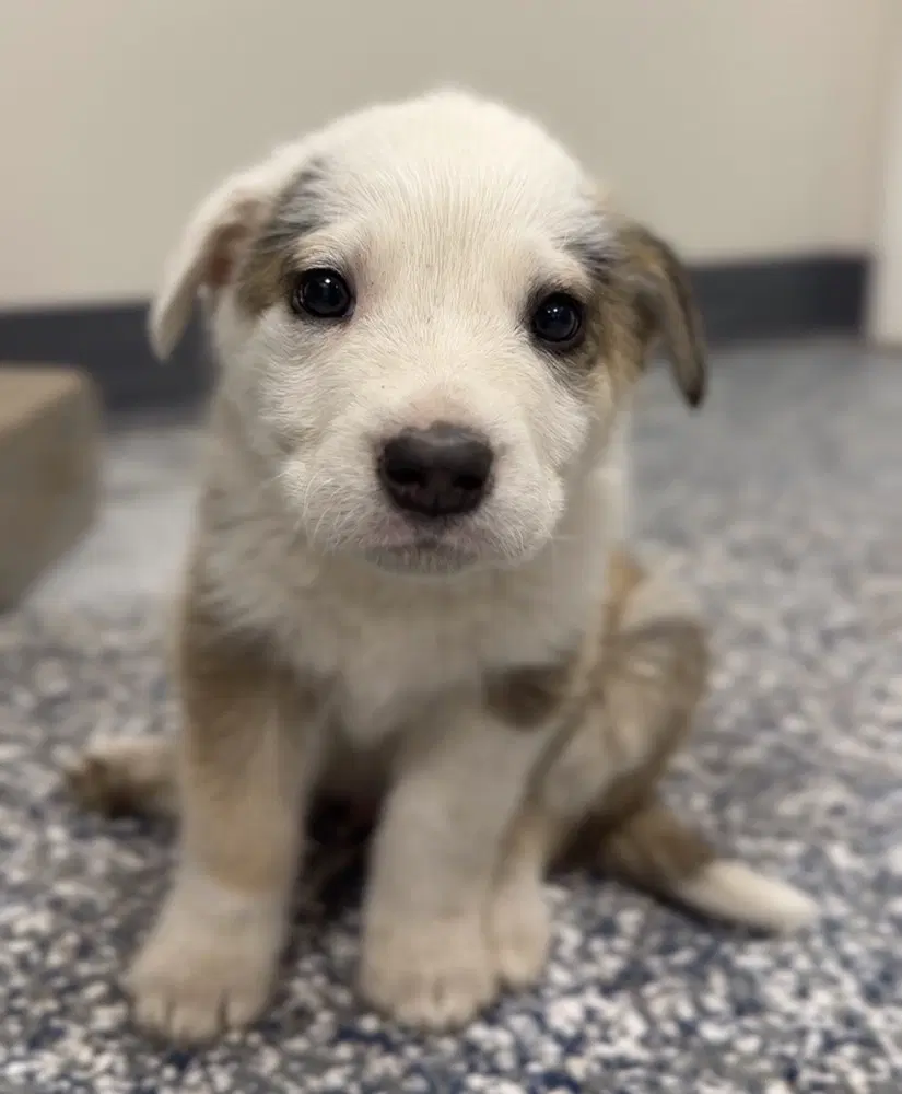Wobbles - Terrier