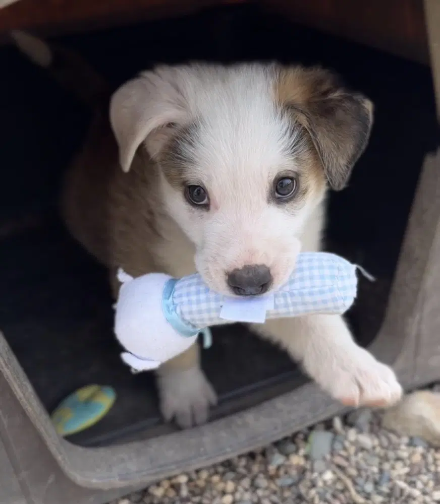 Wobbles - Terrier