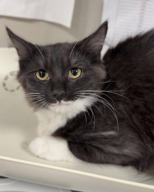 Habanero, a cat for adoption from Great River Rescue