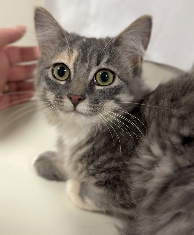 Jalapeno, Domestic Medium Hair