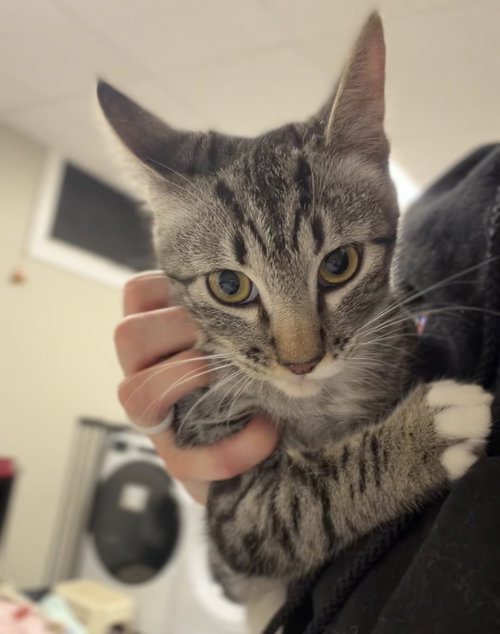 Tabasco, a cat for adoption from Great River Rescue