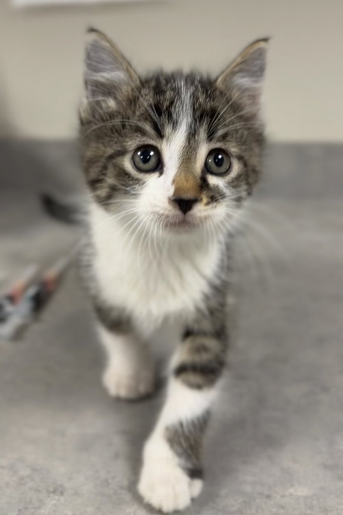 Liam, a cat for adoption from Great River Rescue
