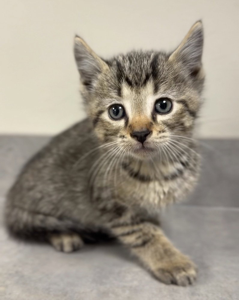 Louis, Domestic Short Hair