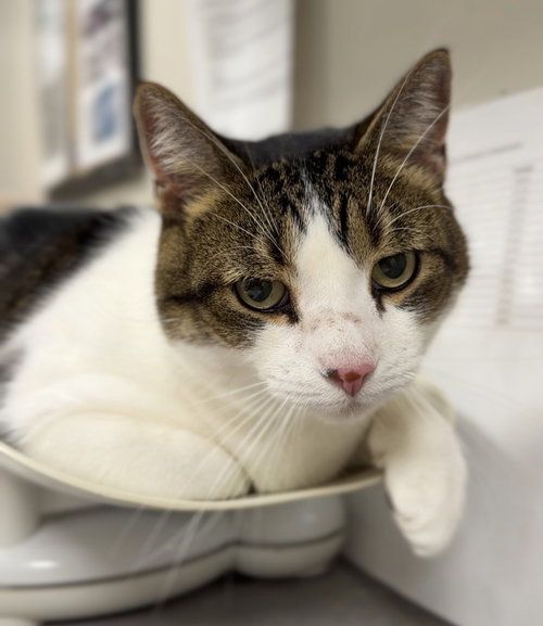 Henry, a cat for adoption from Great River Rescue