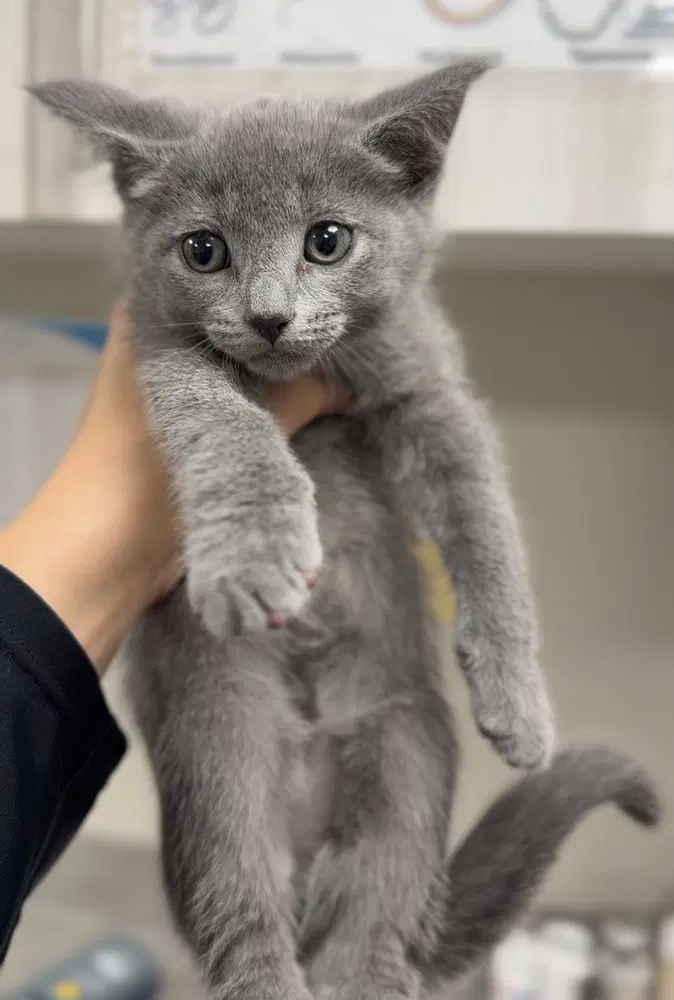 Sardine - Domestic Short Hair