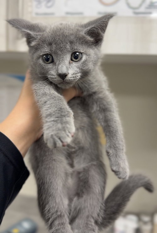 Sardine, a cat for adoption from Great River Rescue