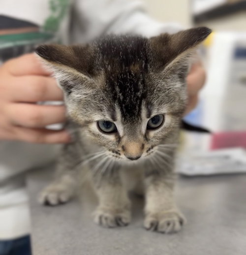 Walleye, a cat for adoption from Great River Rescue