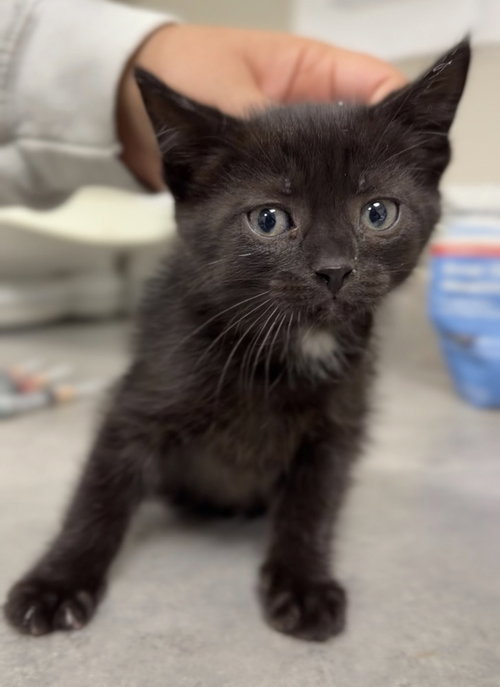 Pike, a cat for adoption from Great River Rescue