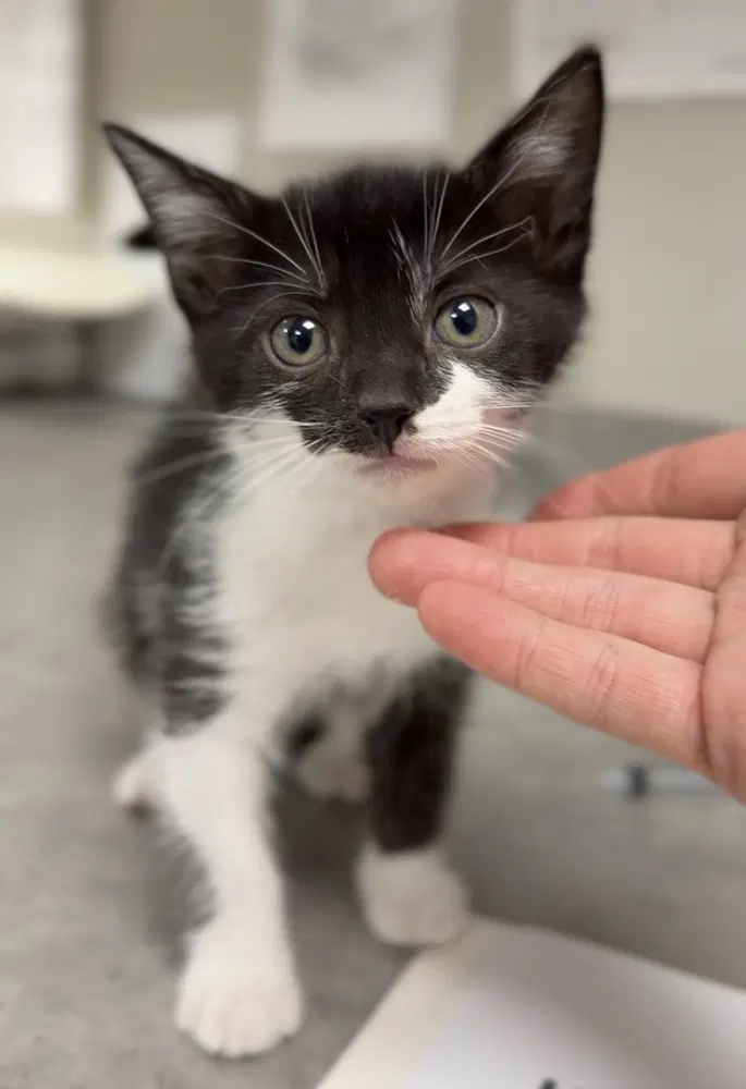 Salmon - Domestic Short Hair