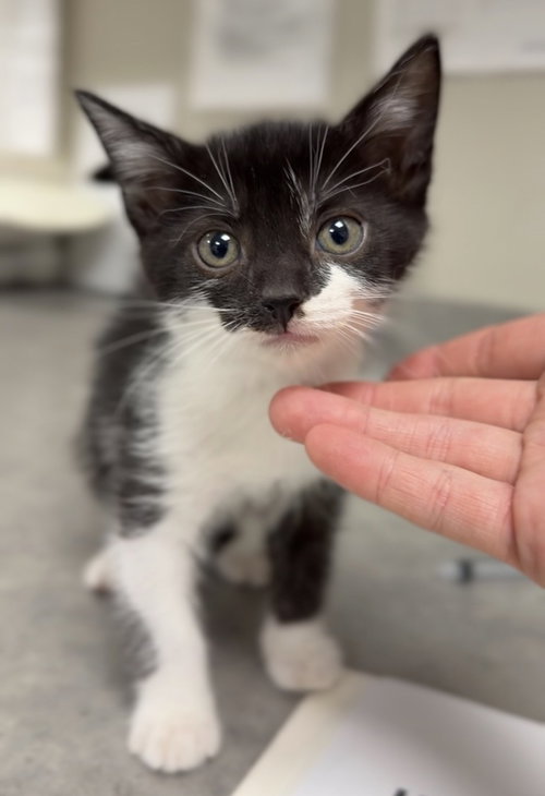 Salmon, a cat for adoption from Great River Rescue