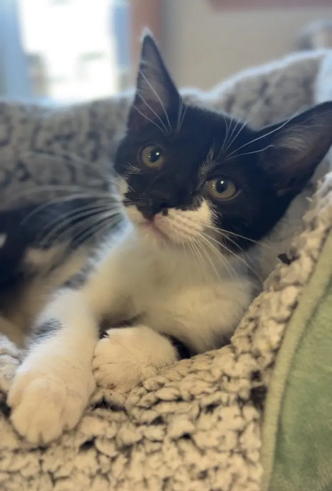 Salmon - Domestic Short Hair