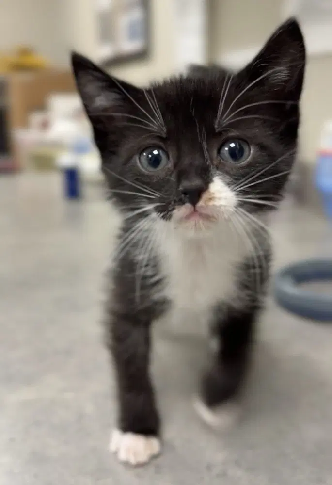 Sturgeon - Domestic Short Hair