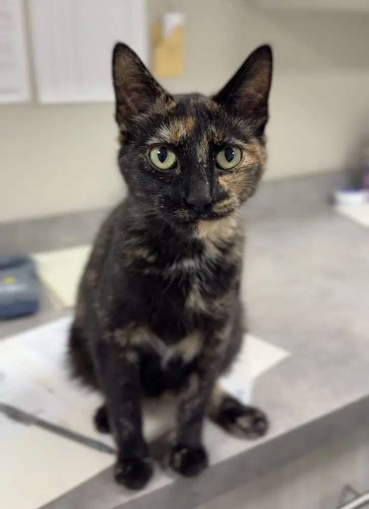 Trout - Domestic Short Hair