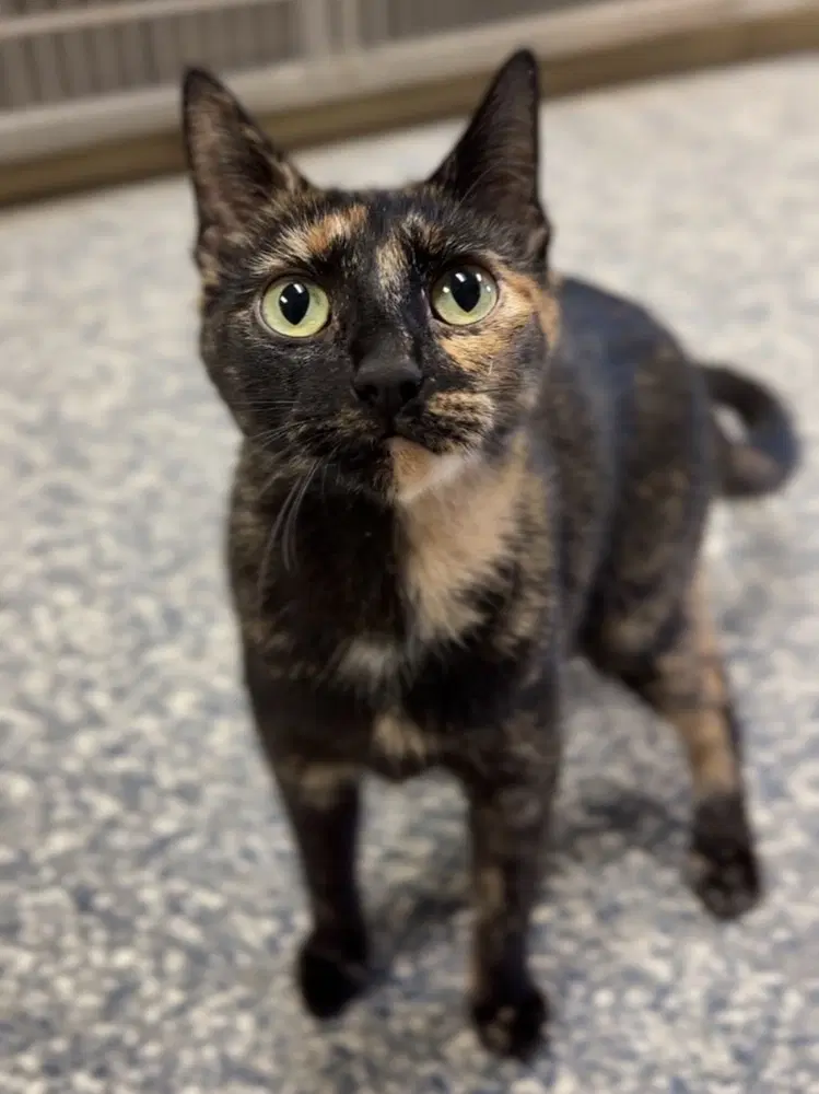 Trout - Domestic Short Hair