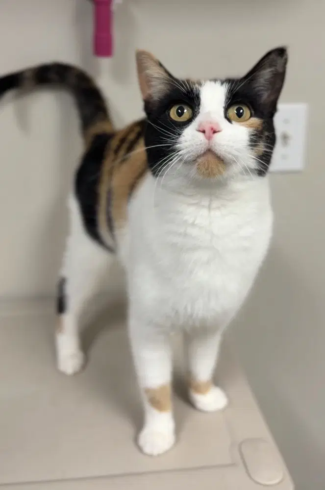 Kalika - Calico