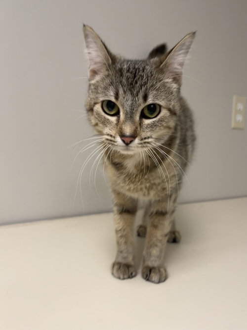 Tori, a cat for adoption from Great River Rescue