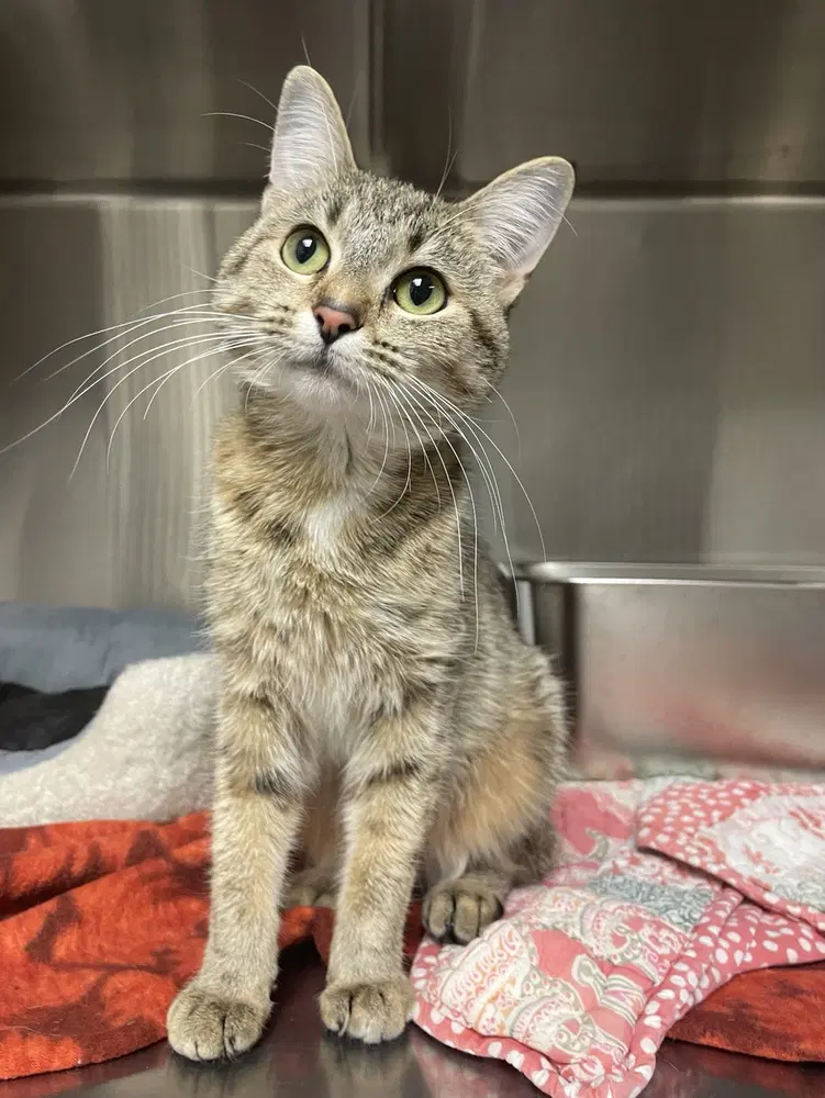 Tori - Domestic Short Hair