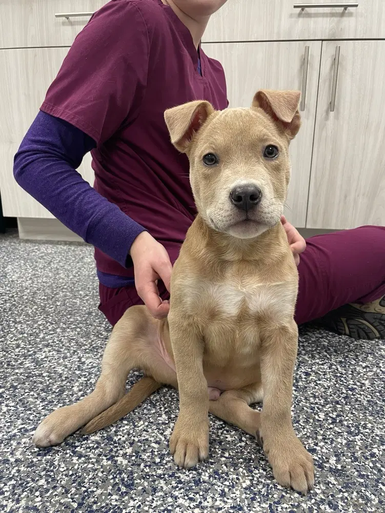 Troy - Pit Bull Terrier