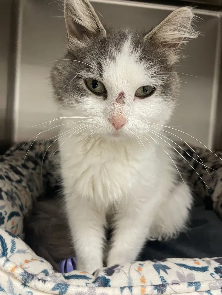 Dolly - Domestic Medium Hair