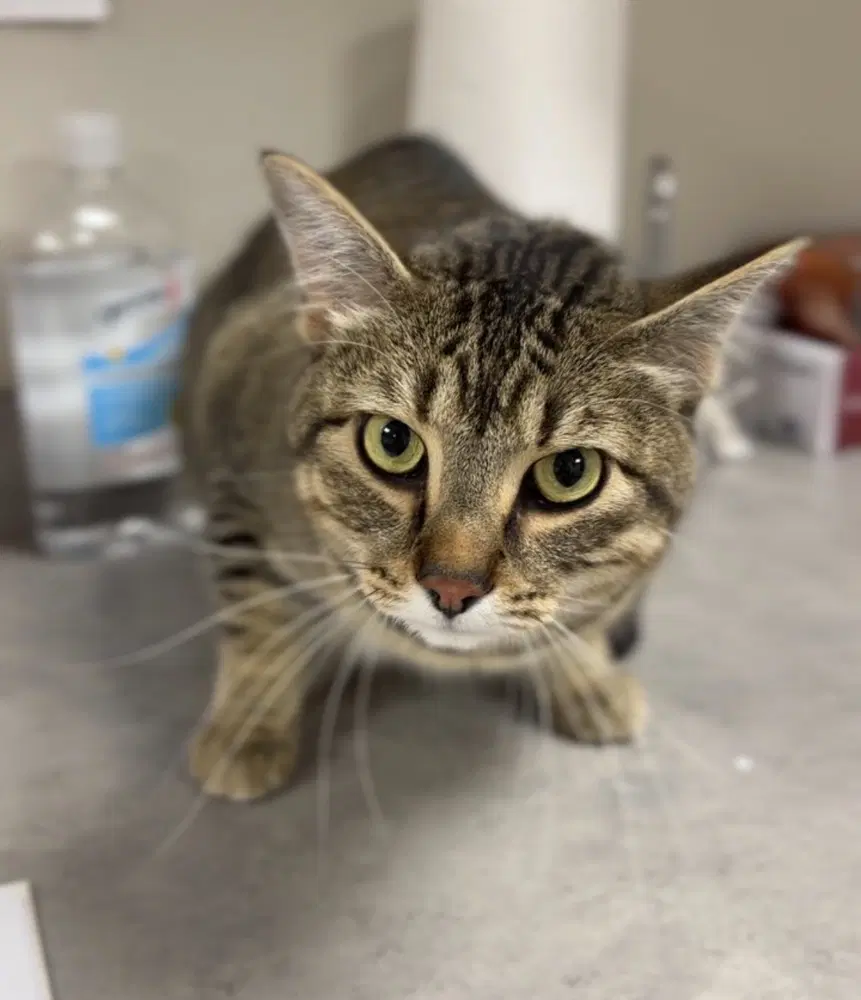 Eddie - Domestic Short Hair