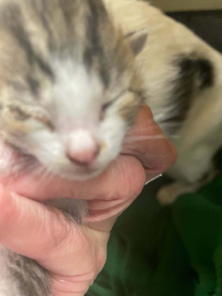 Baby Buckie