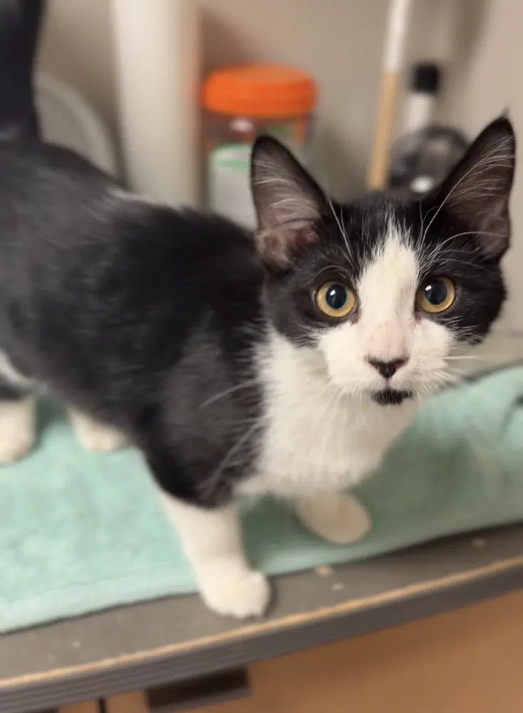 Hex - Domestic Short Hair