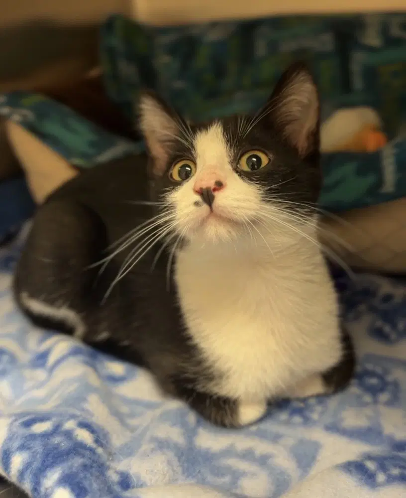 Jinx - Domestic Short Hair
