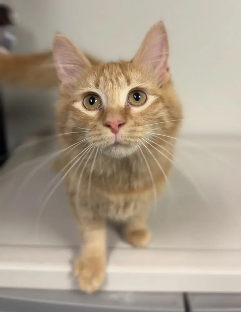 Cider - Domestic Medium Hair