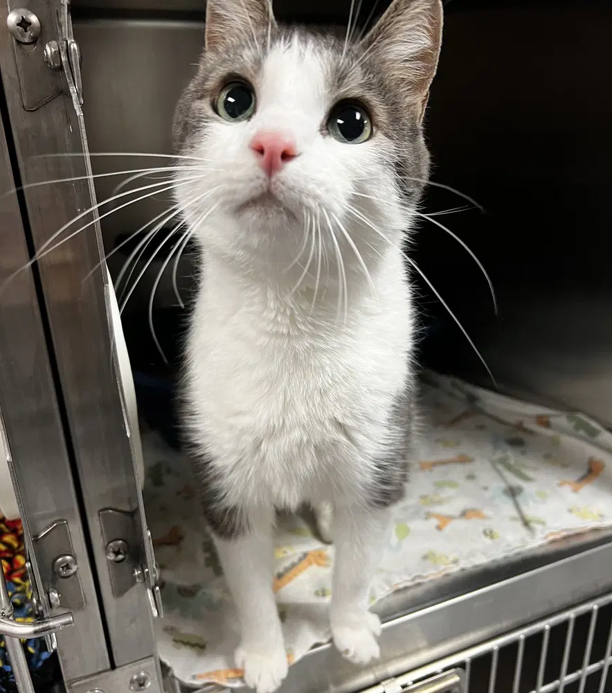 Lars - Domestic Short Hair