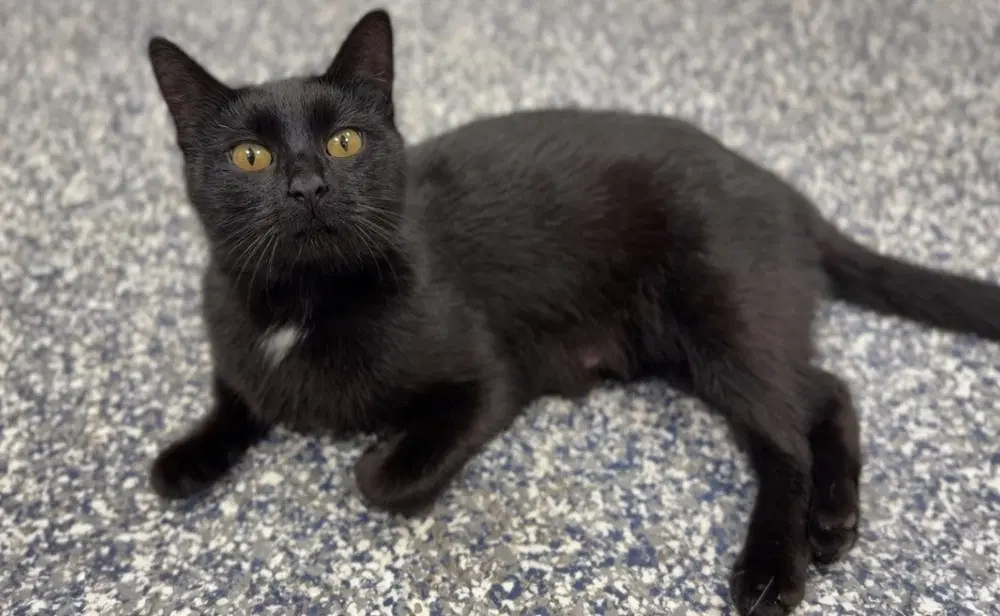 Hershey - Domestic Short Hair