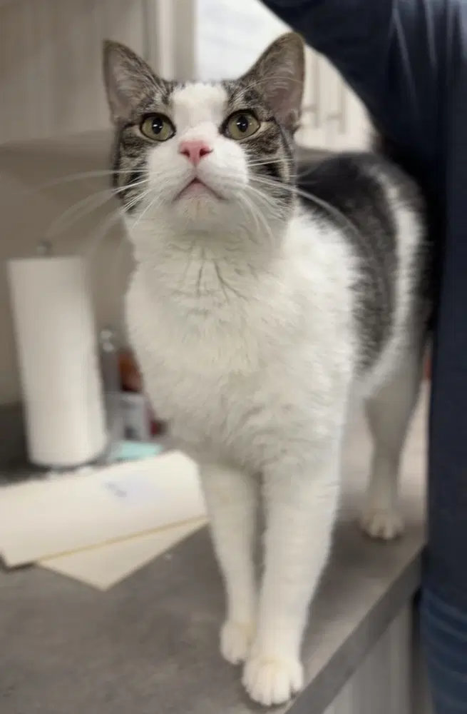 Posh - Domestic Short Hair