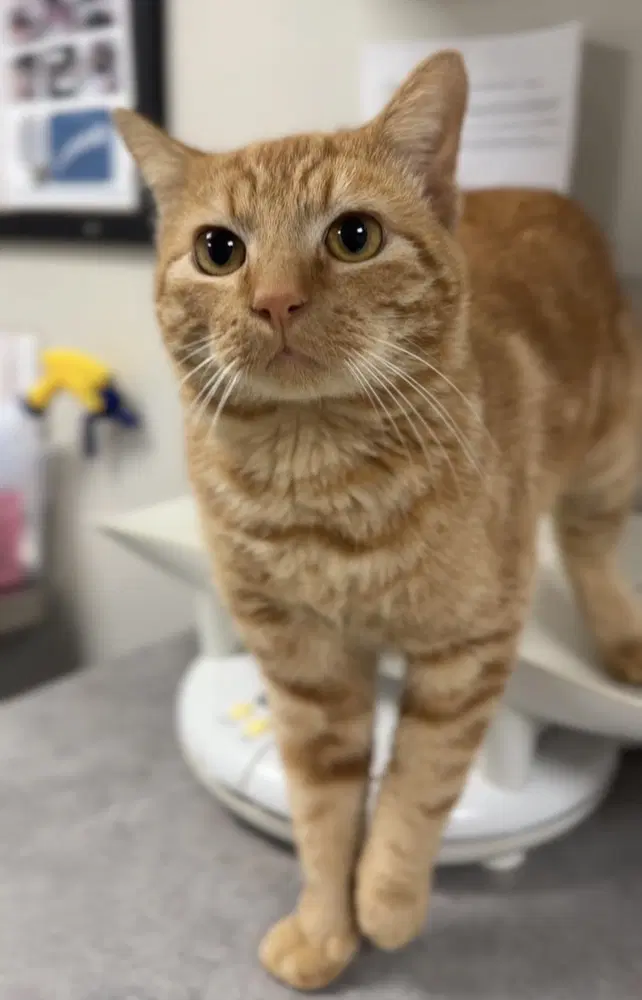 Proper - Domestic Short Hair