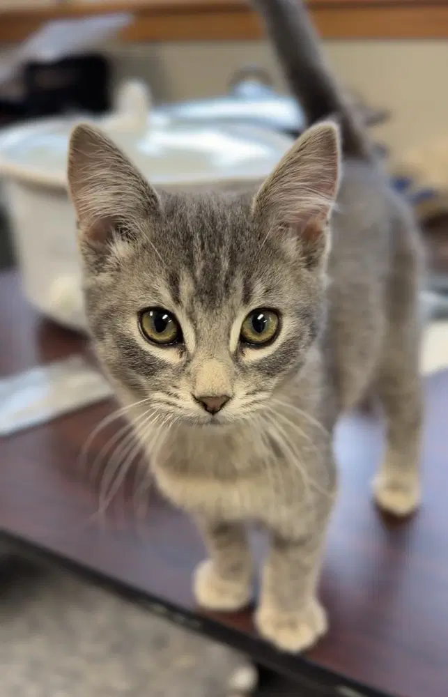 Jaimeekitten - Domestic Short Hair
