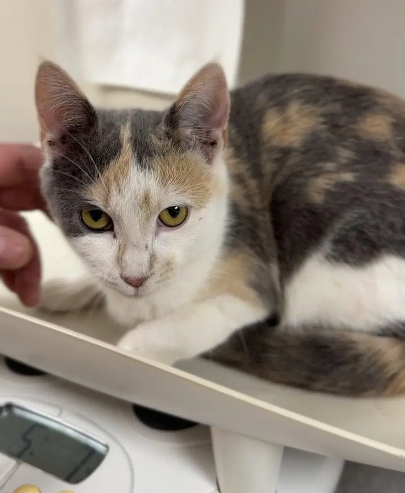 Sprite - Domestic Short Hair