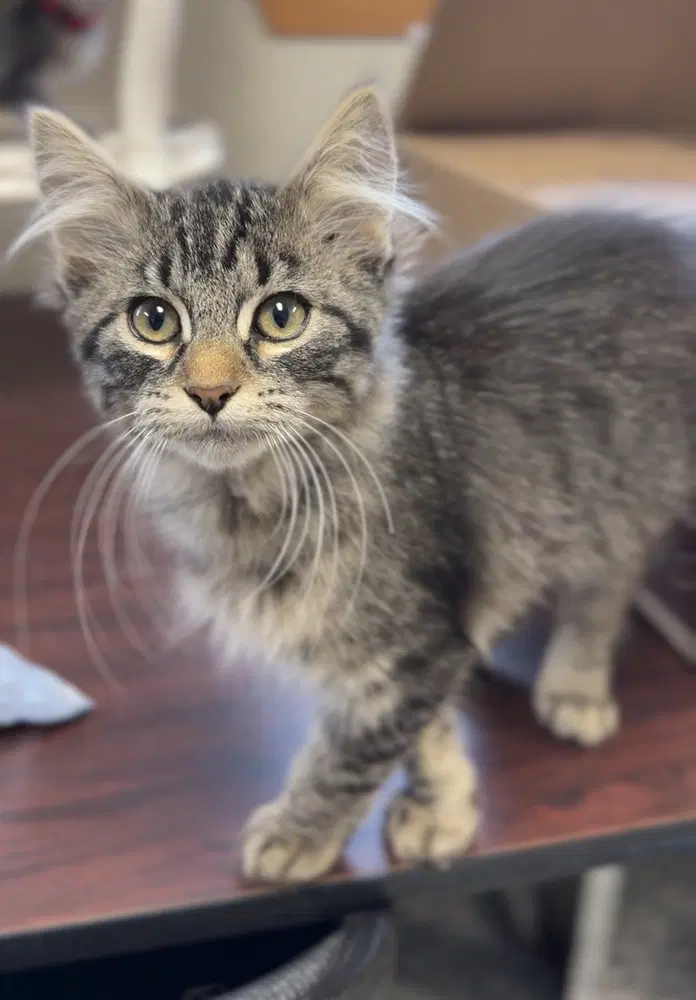 Jaimeekitten - Domestic Medium Hair