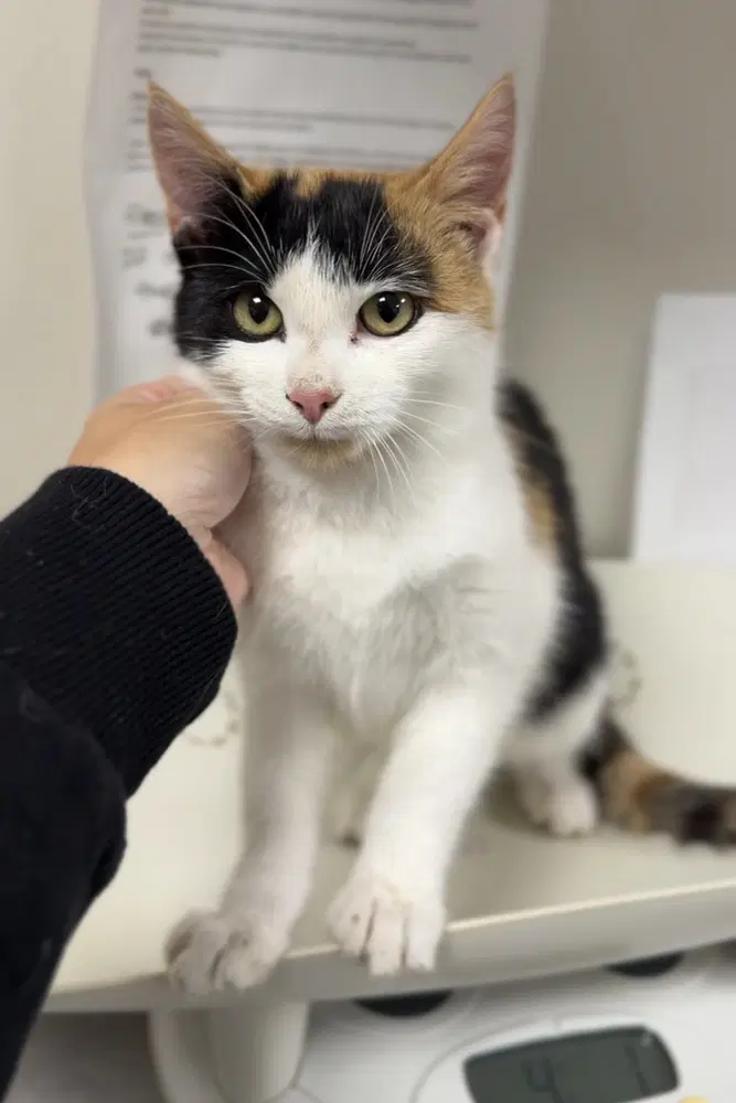 Pepsi - Domestic Short Hair