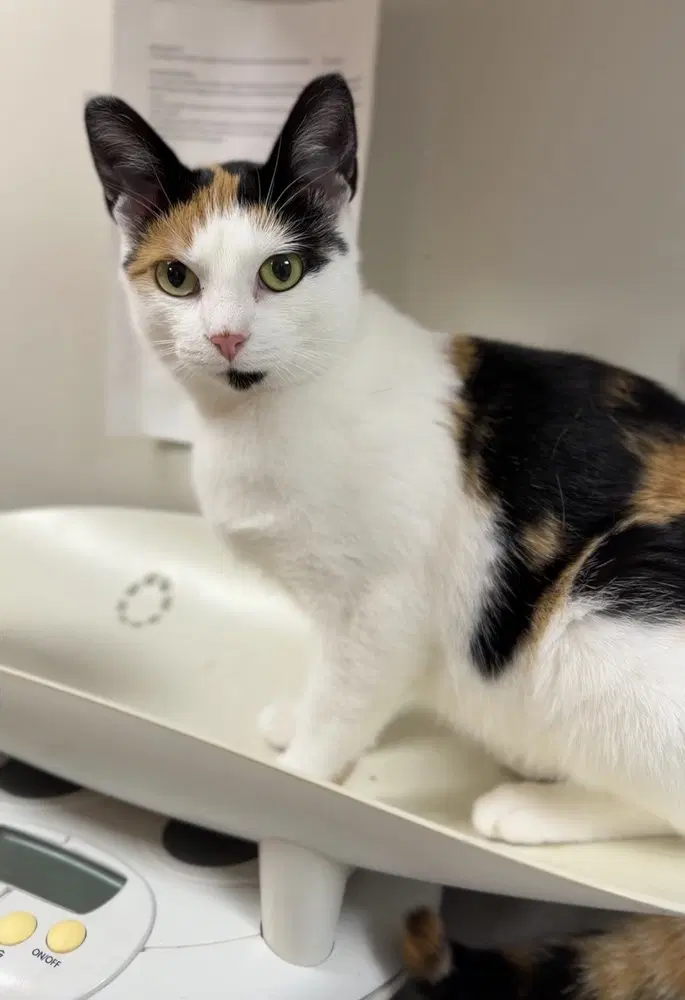 Purdy - Domestic Short Hair