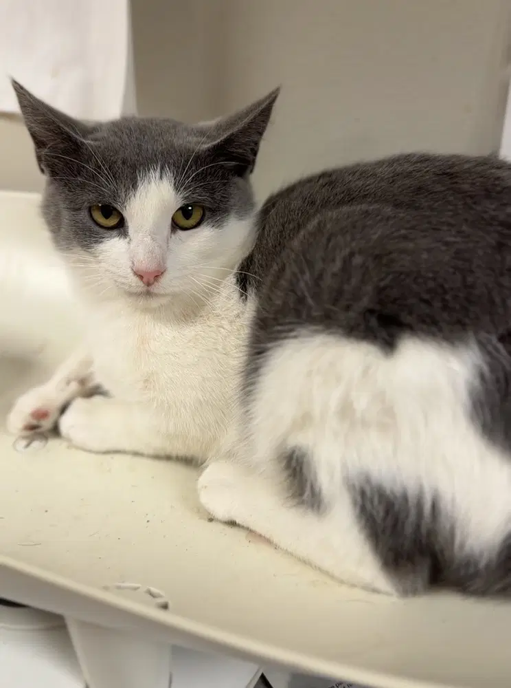 Starry - Domestic Short Hair