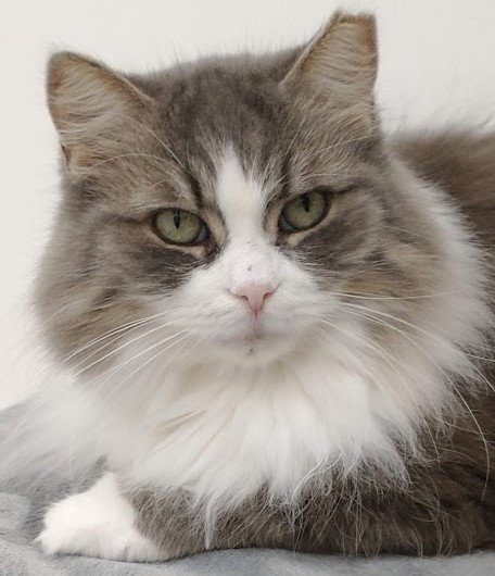 Jamie (A Diva), a cat for adoption from Forgotten Ones Cat Rescue and Adoption Inc