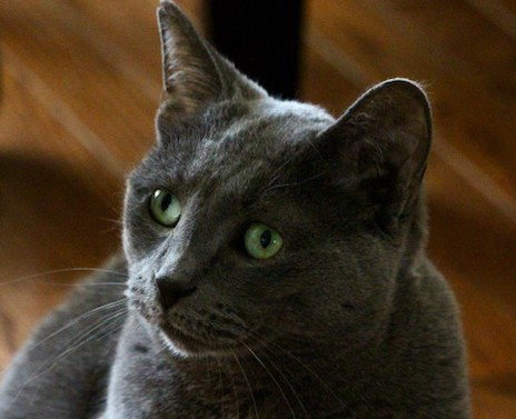 Blueberry-Happy Single, an adoptable Domestic Short Hair in Richmond Hill, ON