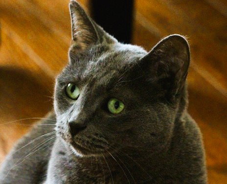 Blueberry - Adoption Pending