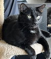 adoptable Cat in , ON named Guinness (The Man!)