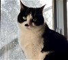 adoptable Cat in richmond, MO named Daisy May-A Single Gal