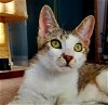 adoptable Cat in richmond hill, MO named Mobi (+Celi)