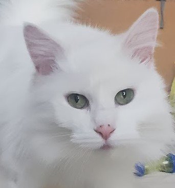 adoptable Cat in Richmond Hill, ON named Elsa