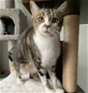 adoptable Cat in richmond hill, MO named Toffee - ADOPTION PENDING
